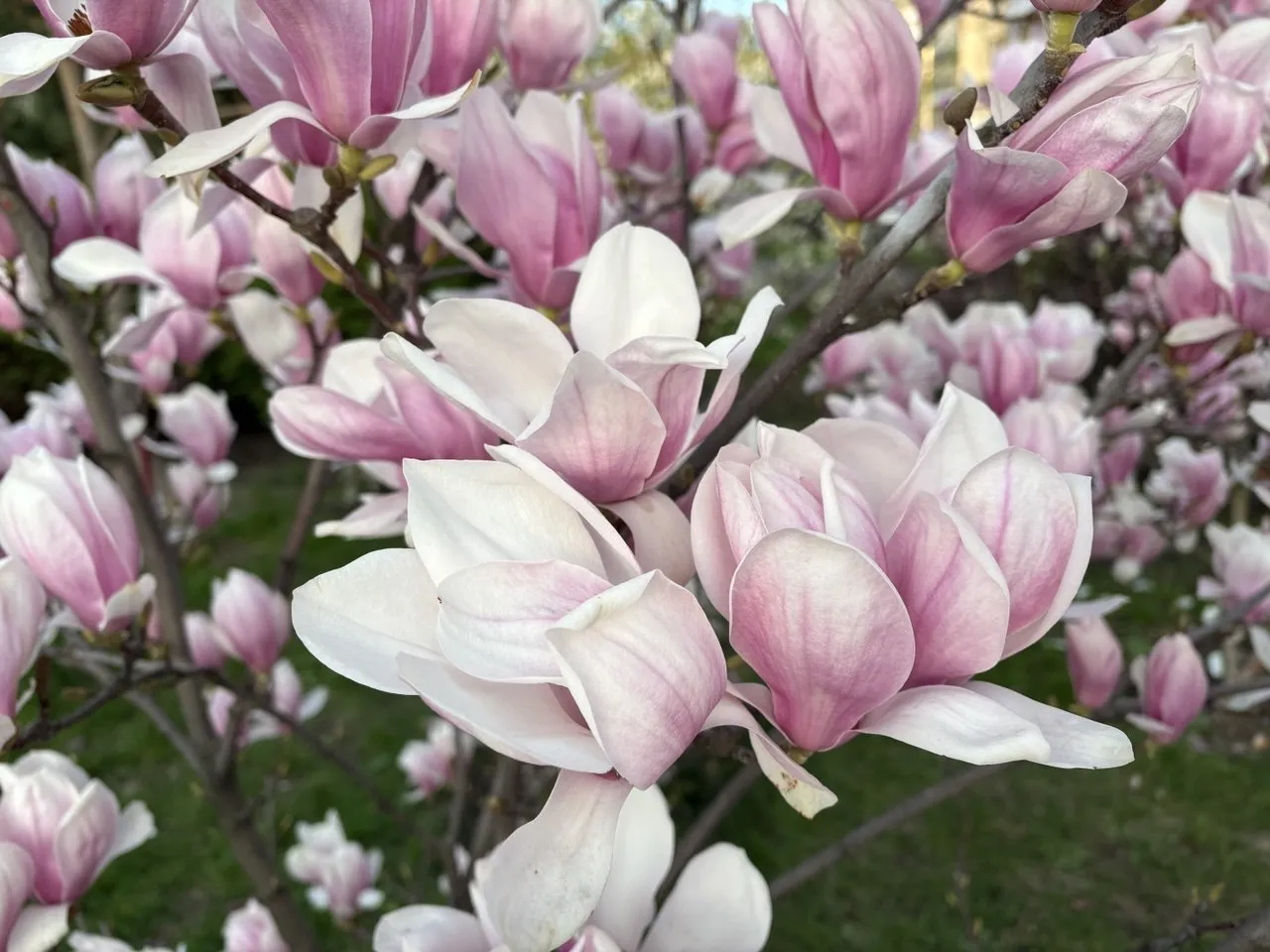 В Україні 28 квітня потеплішає, без опадів у більшості регіонів