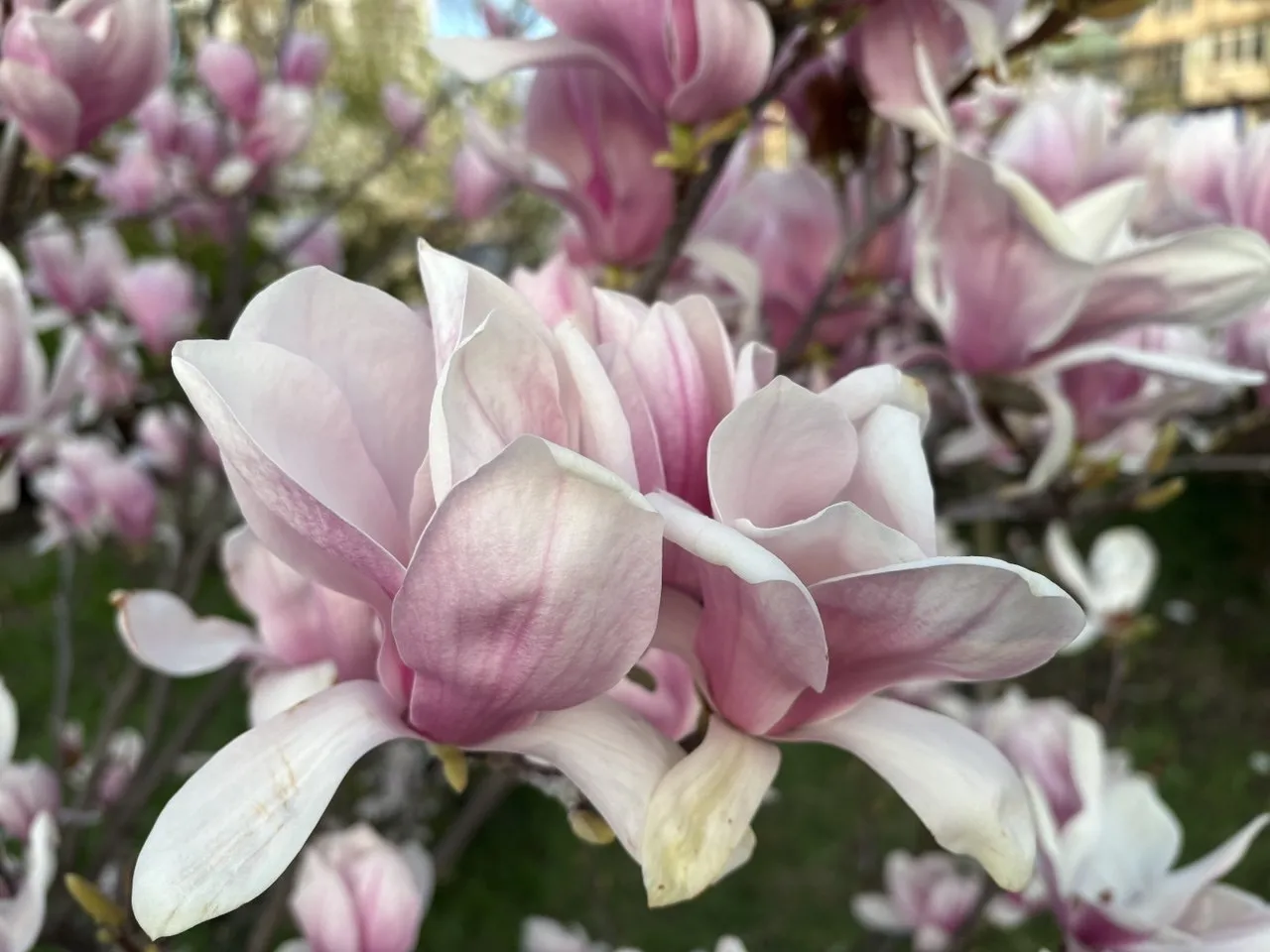 26 квітня у Києві очікуються сильні пориви вітру та заморозки