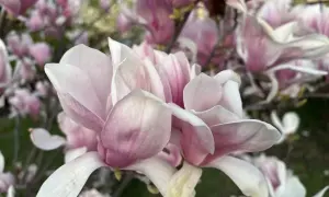 У двох районах Києва виявили колосальні розкрадання на ремонті укриттів