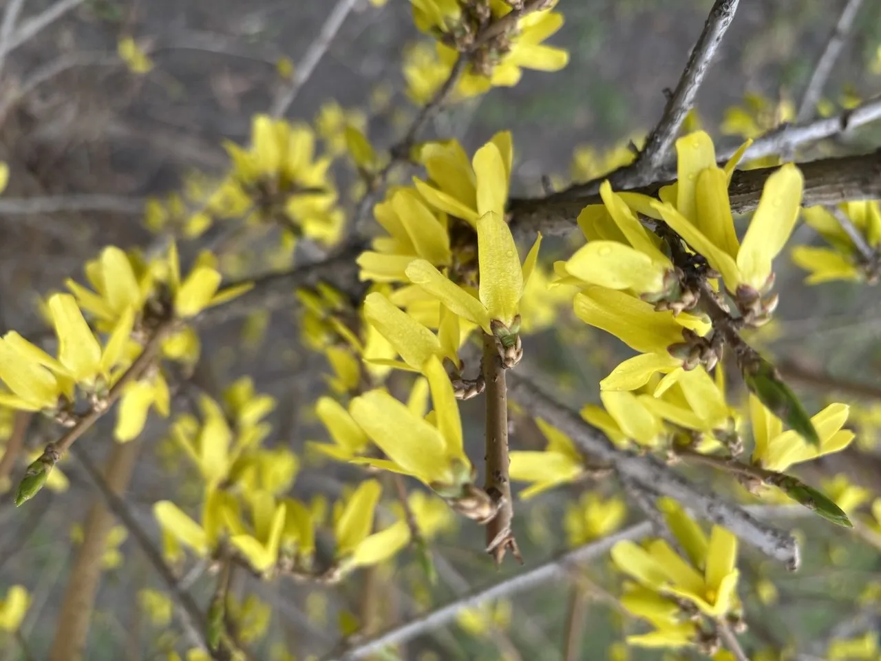 Україні 3 квітня прогнозують до 18° тепла, дощі та грози