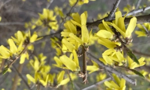 Нардеп, який заразився коронавірусом, записав відеозвернення