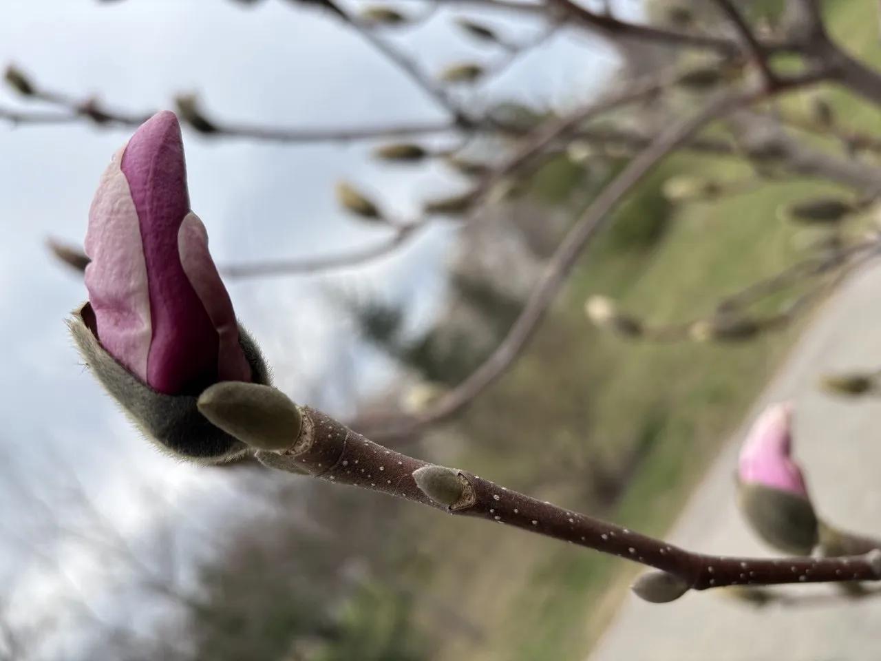 Погода в Україні 15 квітня: потепління до +17° і рвучкий вітер