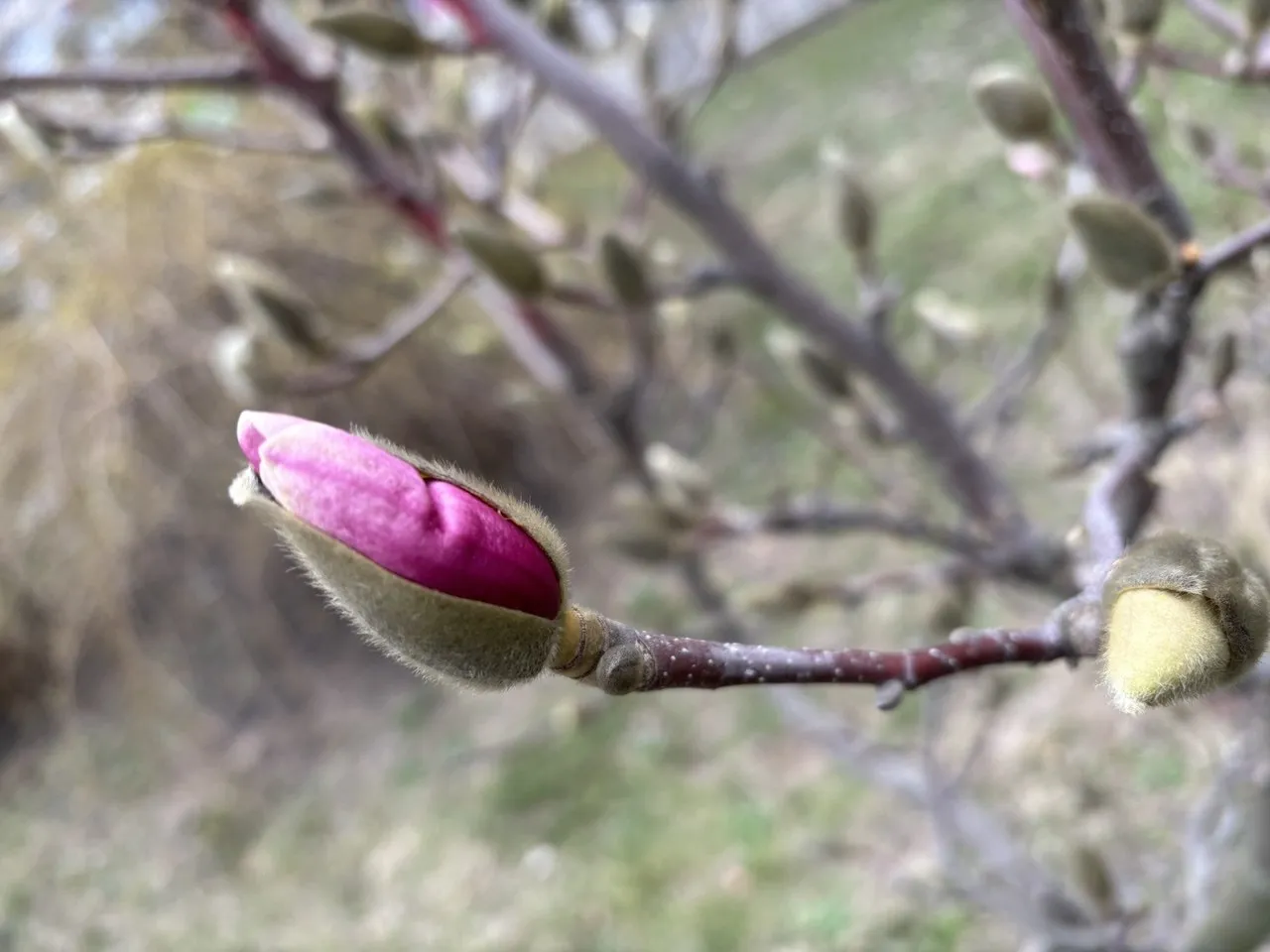 На Великдень в Україні очікується похолодання і заморозки