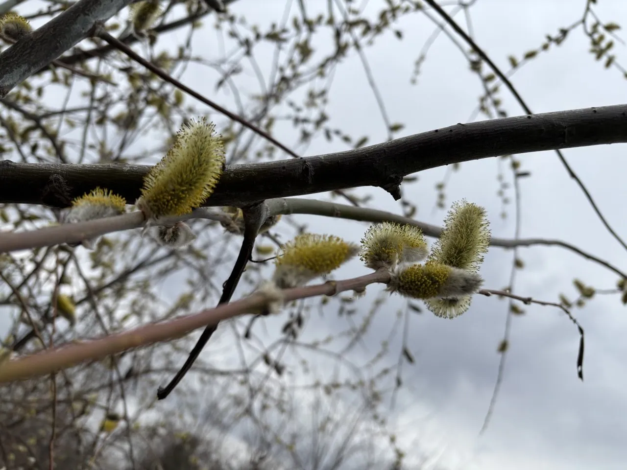 В Україні 9 квітня очікується дощ, мокрий сніг і заморозки