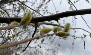 Данія поставить в Україну велику партію вакцини