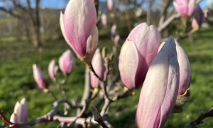 В окупованому Криму Володимиру Балуху дали 5 років колонії