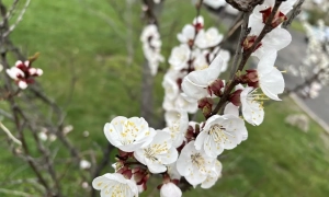 Українець заплатив шахраю 200 тисяч доларів за вступ до «Масонської ложі»