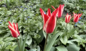 На Великдень в Україні очікується похолодання і заморозки