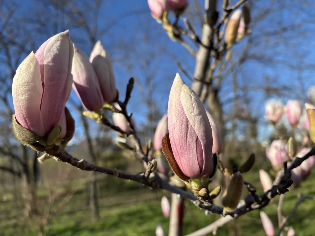 У понеділок, 6 квітня, очікуються дощі та сильний вітер