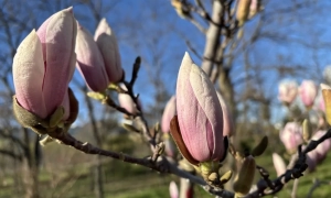 Зеленський привітав Трампа з поверненням у Білий дім