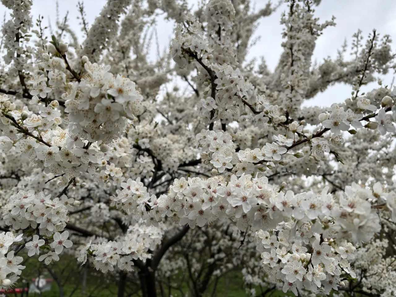 Погода на 20 квітня: Україну накрило похолодання з дощами
