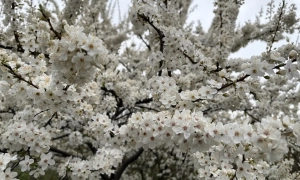 Вучич поздравил пророссийски настроенного Радева с победой на выборах в Болгарии