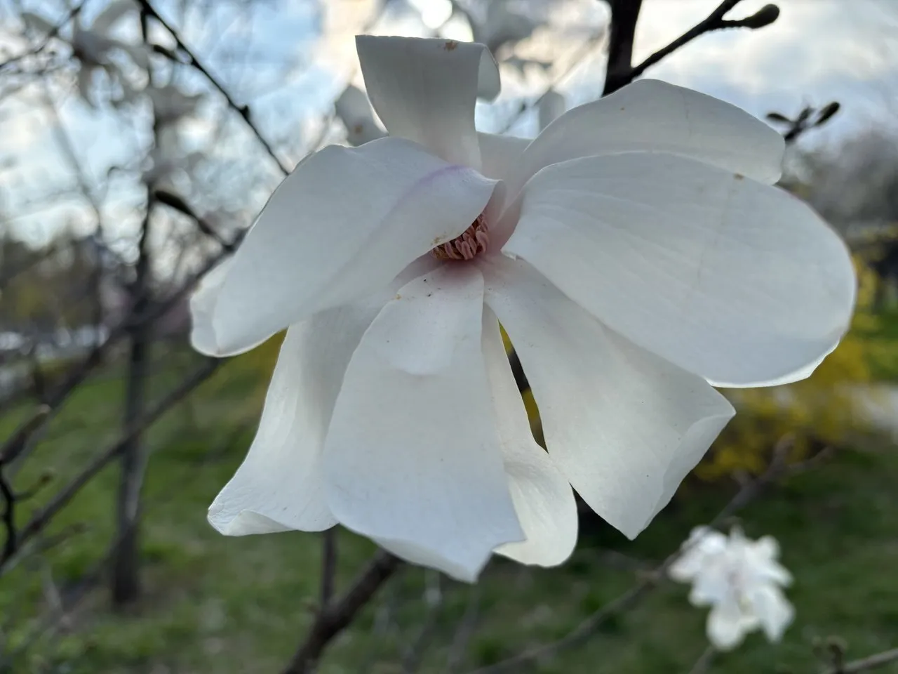 Погода в Украине 19–20 апреля: ночные заморозки и дожди