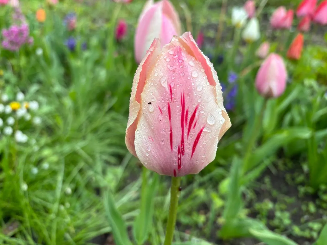 В Киеве 28 апреля ожидается до +10°, в области будет идти дождь