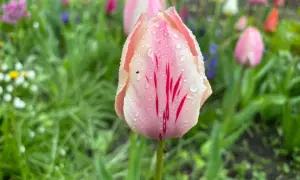 В Киеве чиновница годами выплачивала зарплату «мертвой душе»