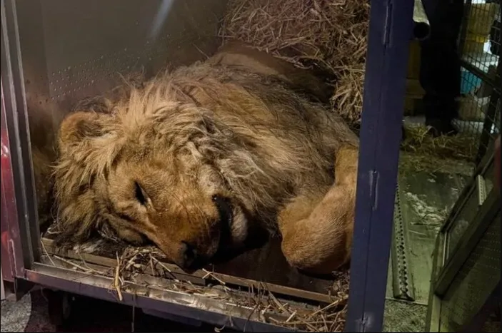 У Києві влаштували на реабілітацію лева, який ледь не загинув від холоду на Дніпропетровщині