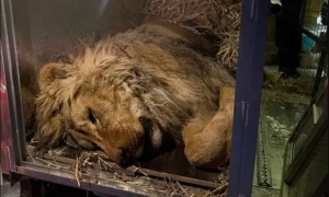 У Києві створять центр зберігання вакцин за наднизьких температур