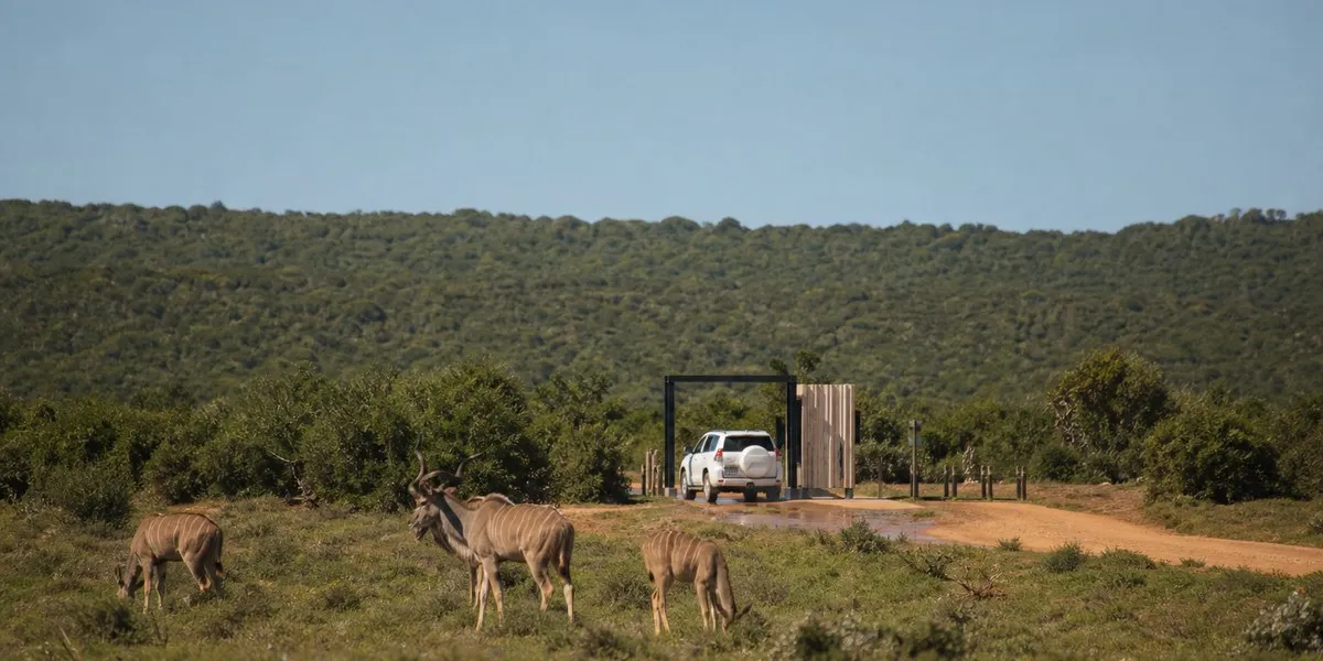 W parku Addo w RPA potwierdzono pryszczycę u kudu — Daily Maverick