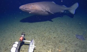 Японський вчений створив телеекран, що передає смак (фото)