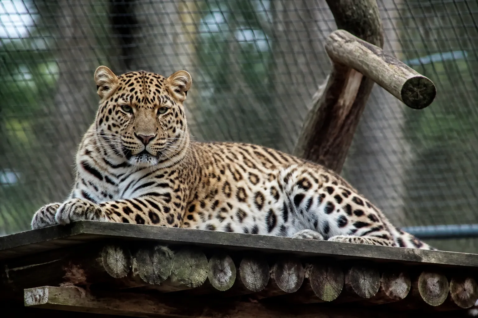 Darla, a 22-year-old Amur leopard, died at the Tallinn Zoo