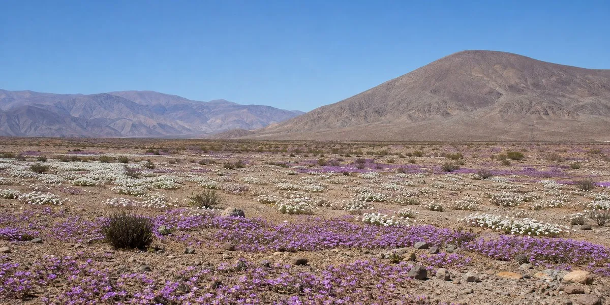 Chile’s Atacama Desert blooms after heavy El Niño rains — Euronews