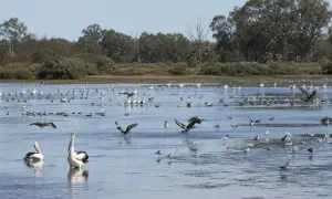 Dawn: Mangroves are being cut down in Karachi for land reclamation
