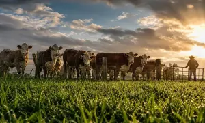 In Australia, elderly herding dogs continue working on farms