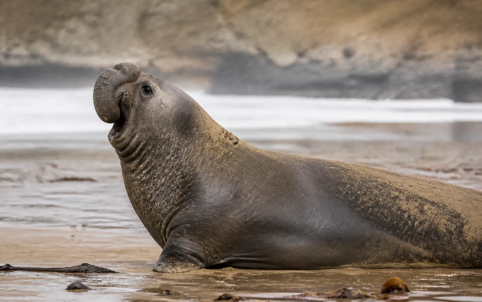Photo: UA.NEWS Fur seal's death marks first Australian mainland mammal fatality from spreading H5 bird flu strain