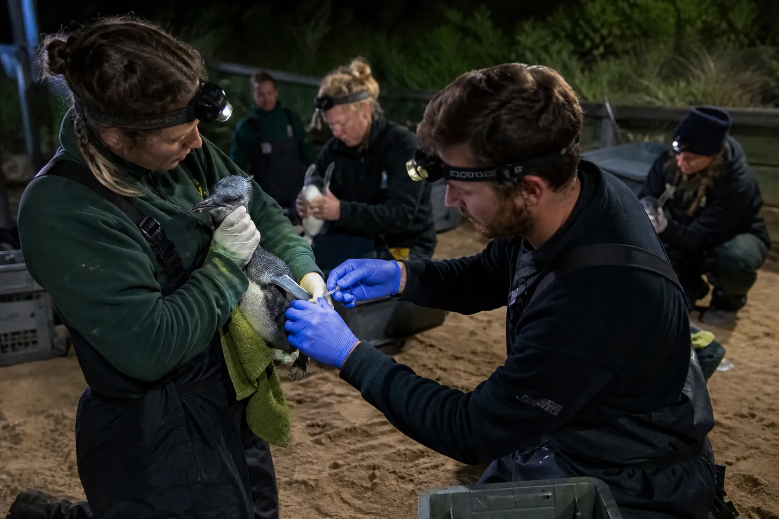 Około tysiąca małych pingwinów w Australii otrzymało pierwszą dawkę szczepionki przeciw H5N1