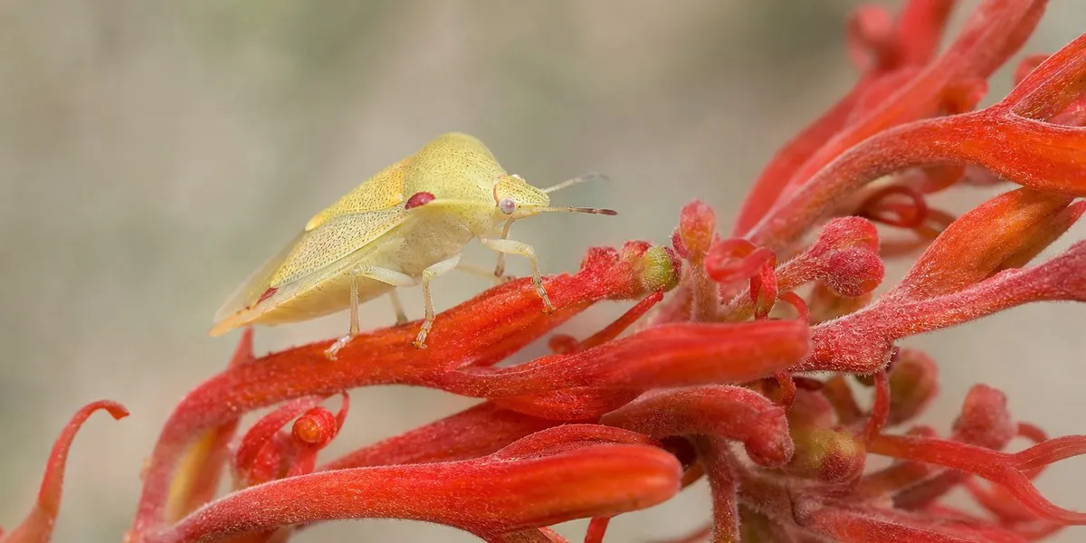 Scientists Name New Genus of Australian Plant Bugs After Taylor Swift