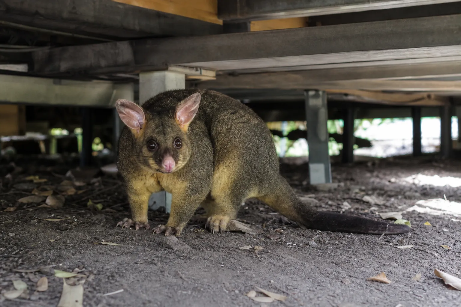 Australian animals use houses as substitutes for natural shelters — The Guardian World