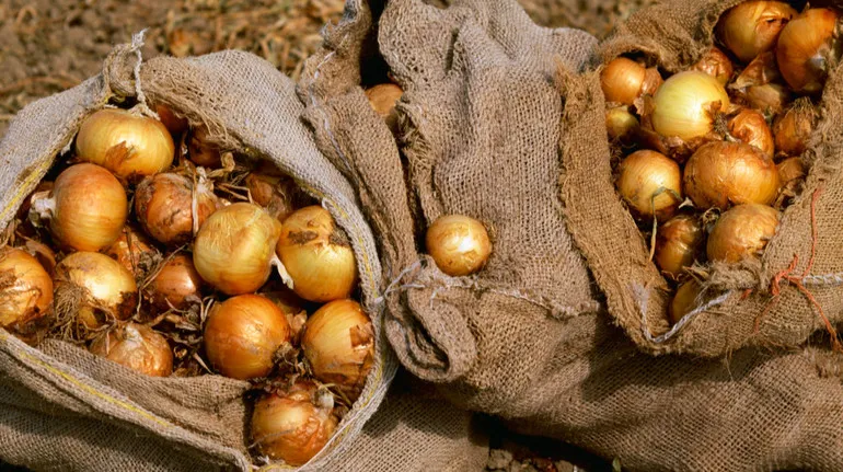 В Україні подорожчала цибуля, продажі скорочуються через погоду