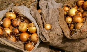 В Україні подорожчала цибуля, продажі скорочуються через погоду