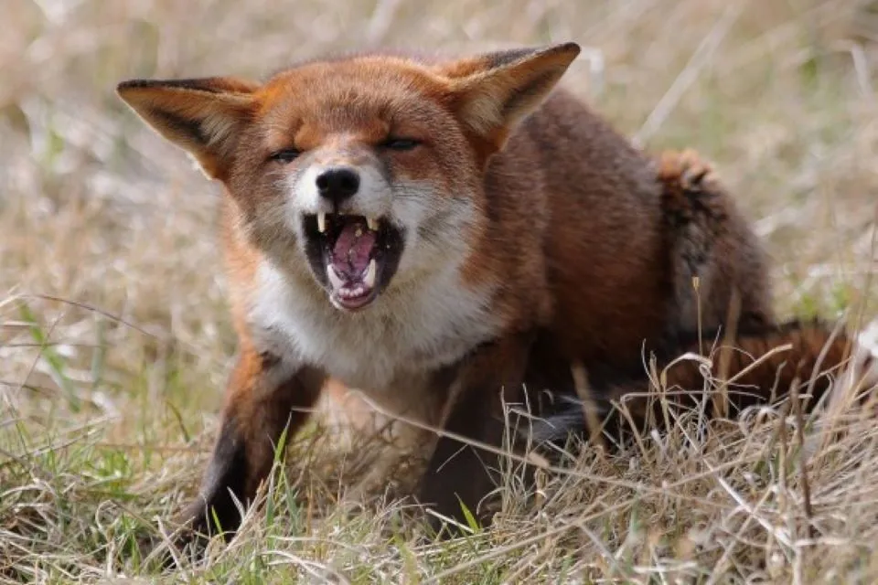 В Україні зростає ризик сказу через наслідки війни