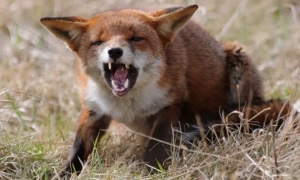 Україна купить у США 16 катерів та озброєння на півмільярда доларів