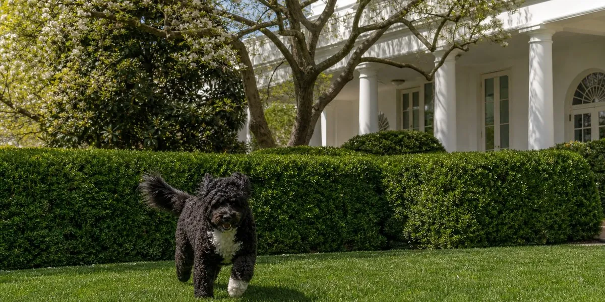 Barack and Michelle Obama announce death of dog Sunny — TimesLIVE