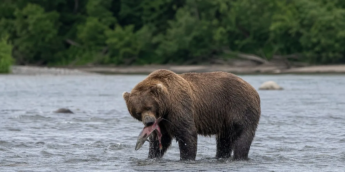 Bear 89 Backpack wins Alaska’s Fat Bear Week — ABC News Australia