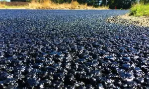 Путін і Трамп провели телефонні переговори про Україну та інші країни