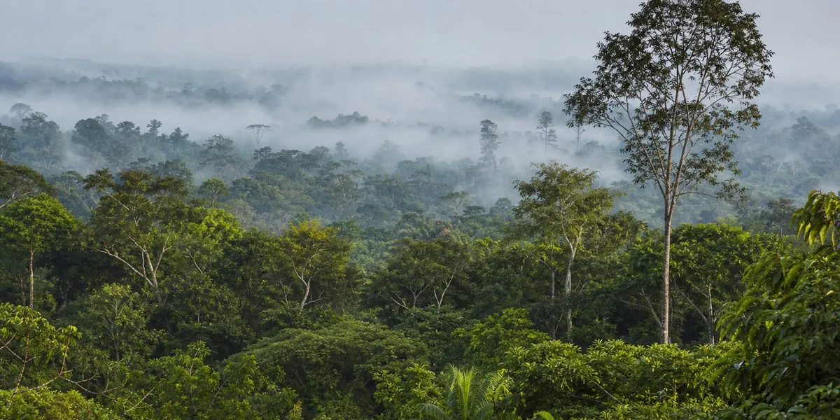 Senator Bolsonaro pledges to stop illegal deforestation by 2029 — Mongabay