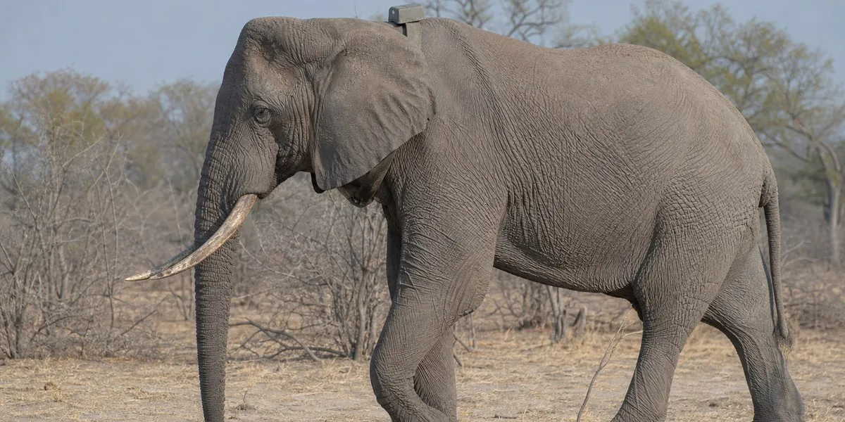 Botswana reports shooting of two collared elephants — Daily Maverick