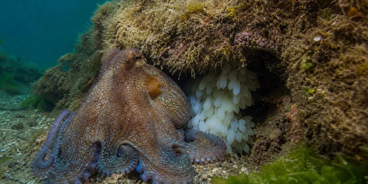 Octopus catches in British waters rise by nearly 1,500% since 2021 — Cyprus Mail