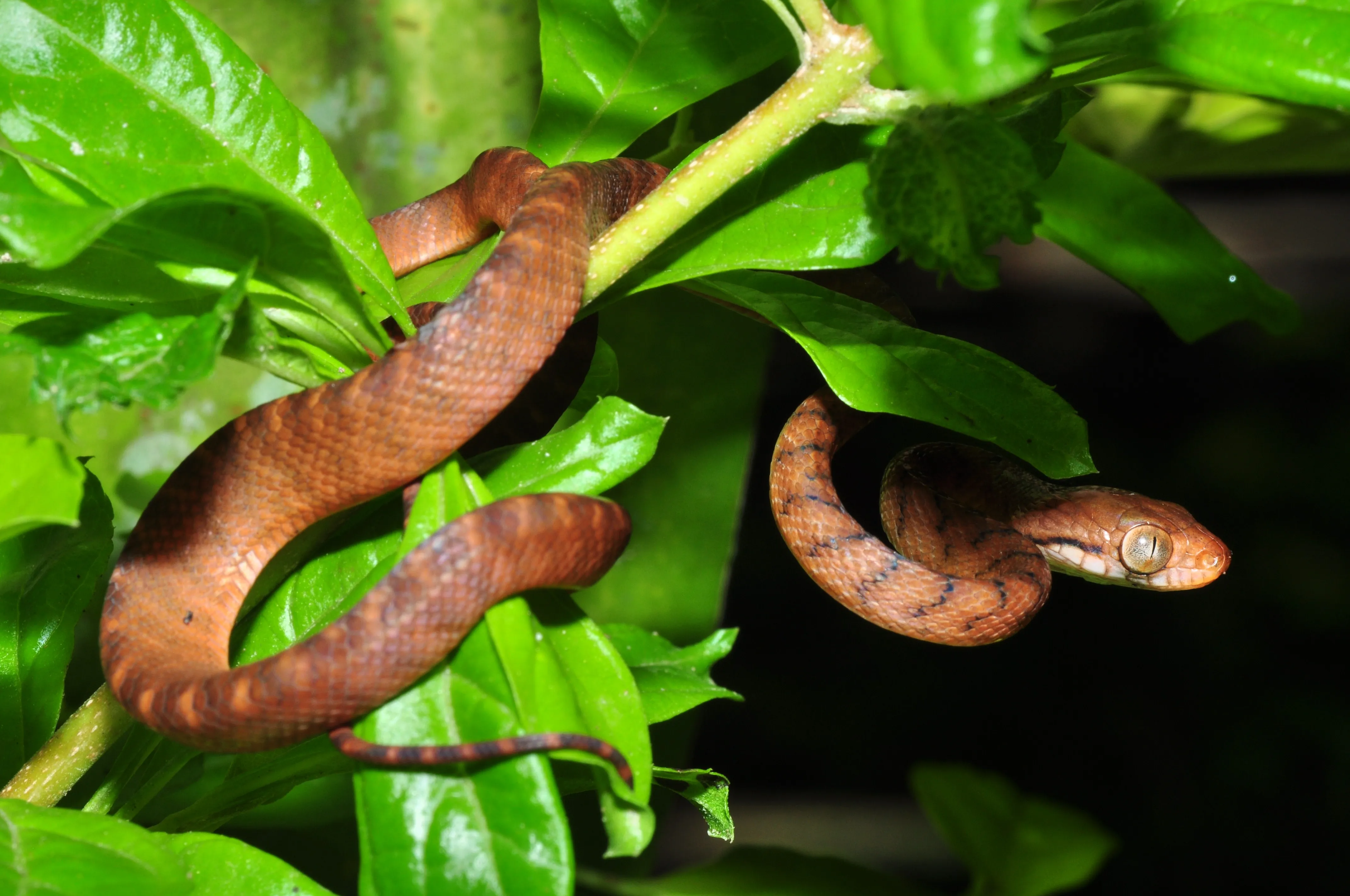 Scientists have figured out how brown tree snakes were able to take over the island of Guam