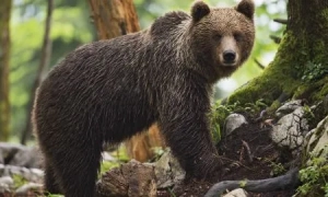 На запит США в Росії затримали хакерів, один з яких зламав Colonial Pipeline