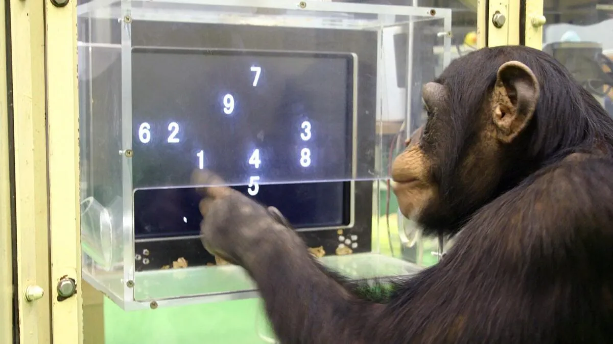 Померла найрозумніша у світі шимпанзе, яка опанувала комп'ютер