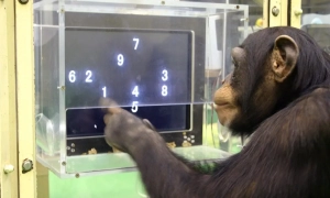 Новий тренд у Китаї: застосунок для самотніх людей став хітом App Store