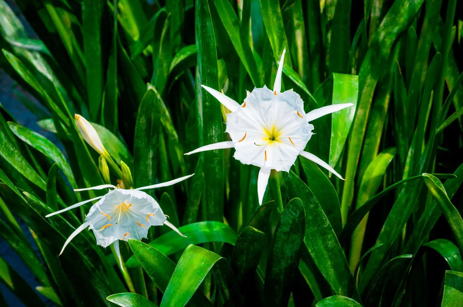 June 24 Holiday: White Lily Day is celebrated around the world