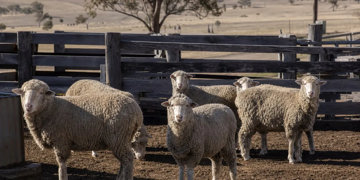 Canberra bada sprawę okrucieństwa wobec owiec — ABC News Australia