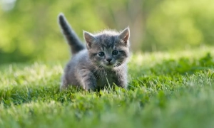 Віде: троє військових намагалися продати пів тонни вибухівки за $88 тисяч