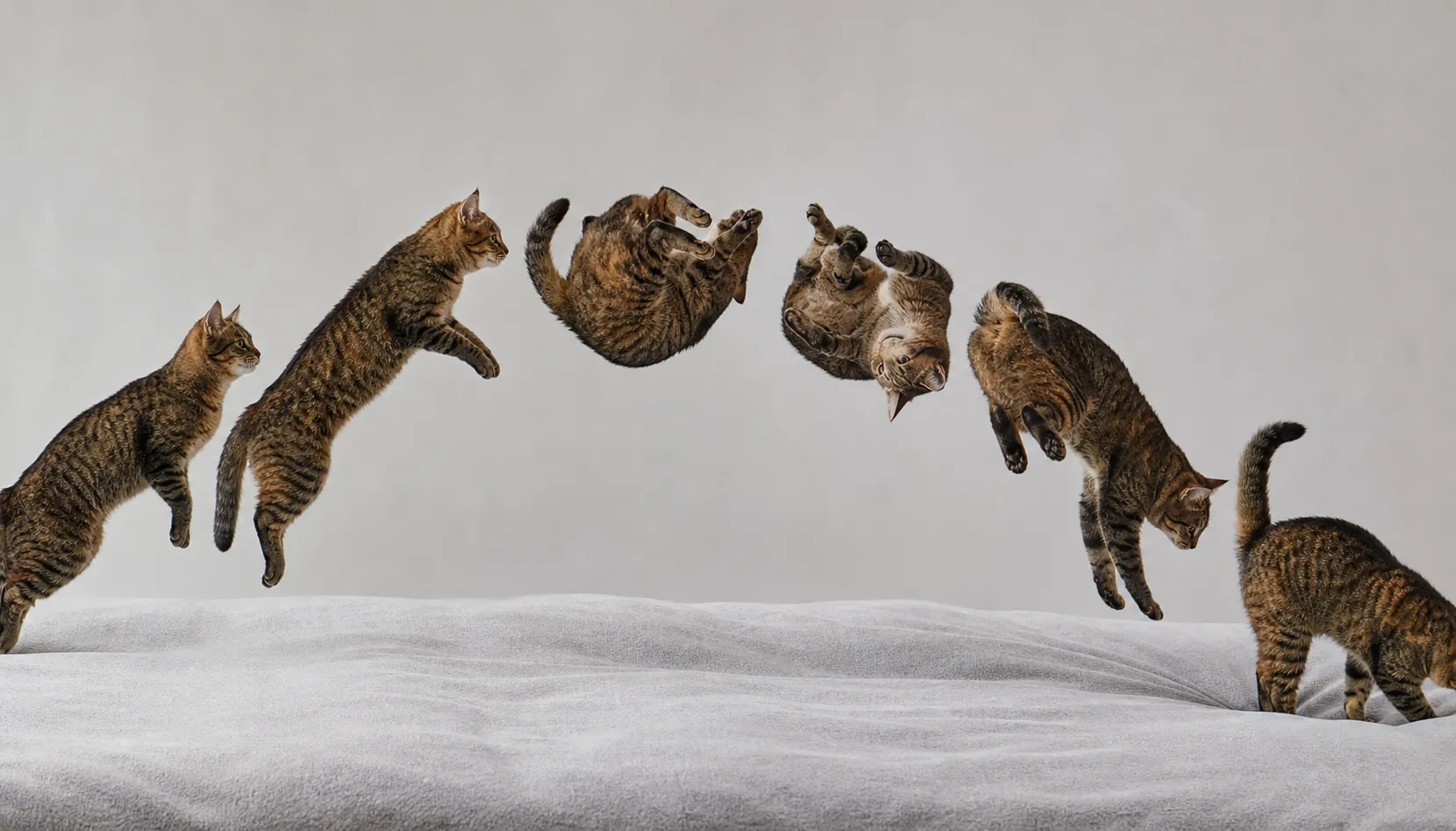 How cats help make sense of the connection between mechanics and free will