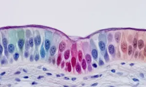 Науковці знайшли клітини, що виживають після запуску апоптозу — ScienceDaily